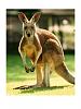 Click image for larger version. 

Name:	541447australian-kangaroo-posters.jpg 
Views:	162 
Size:	35.1 KB 
ID:	8264